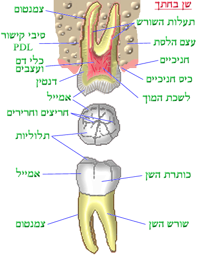 thetooth